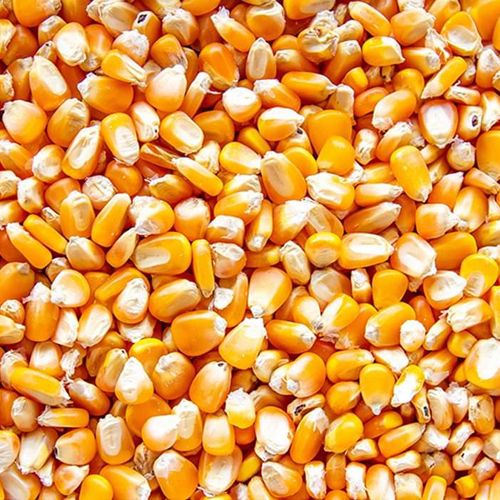 Yellow Maize Seeds