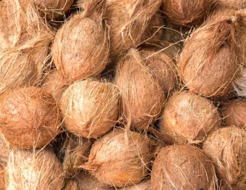 Semi Husked Coconut