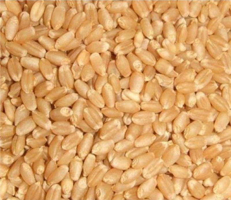 Machine Clean Wheat Grain