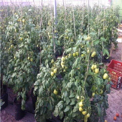 Shade Net House for Tomatoes