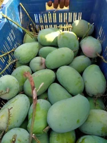 Fresh Kesar Mango