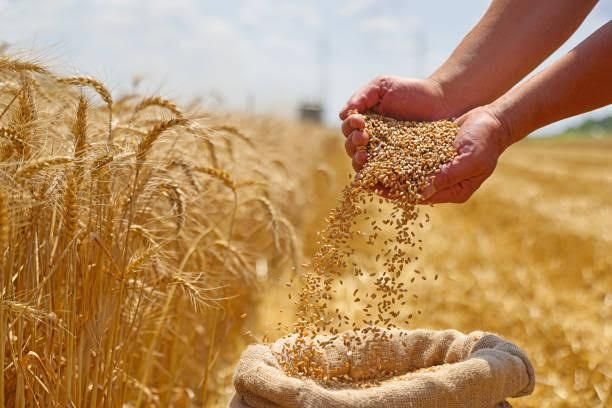 1544 High Quality Wheat Grain