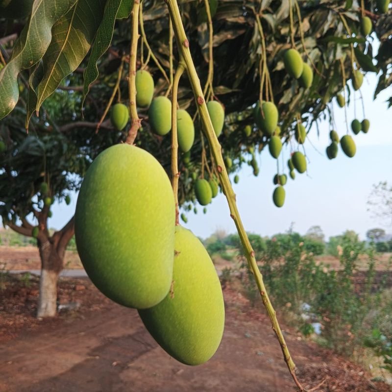 Fresh Dashehari Mango