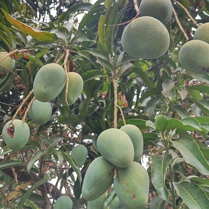 Fresh Gajariya Mango