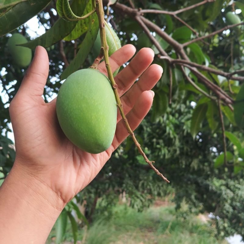 Fresh Chausa Mango