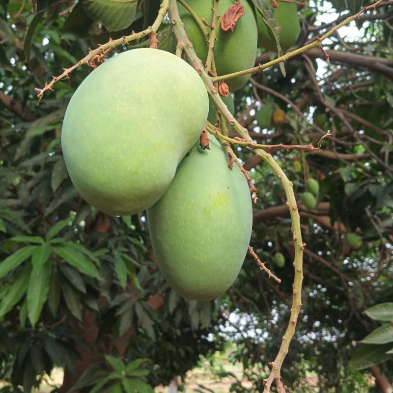 Fresh Fazli Mango