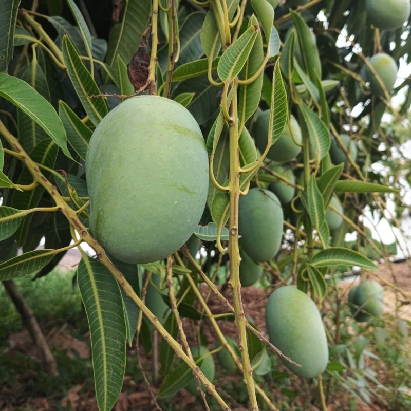 Fresh Langra Mango