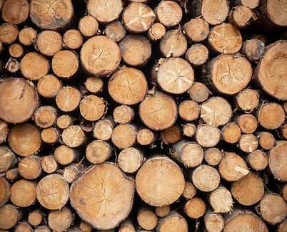 Brown Radiata Pine Wood Logs