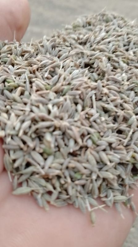 Cumin Seeds