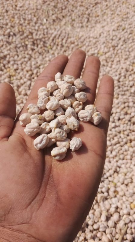 Food Grains
