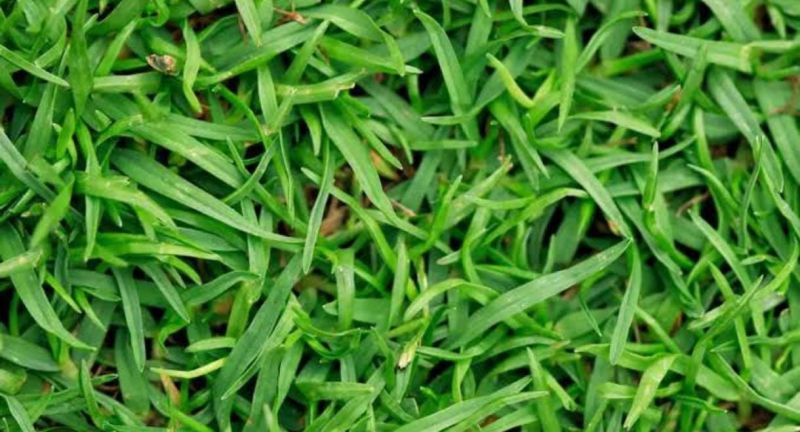 Green Bermuda Lawn Grass
