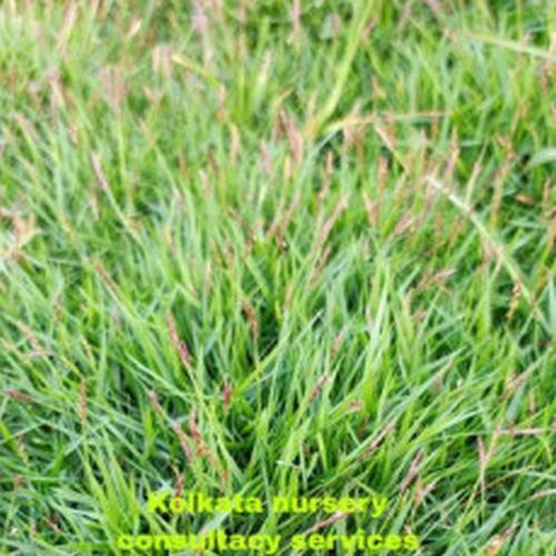 Green Mexican Lawn Grass