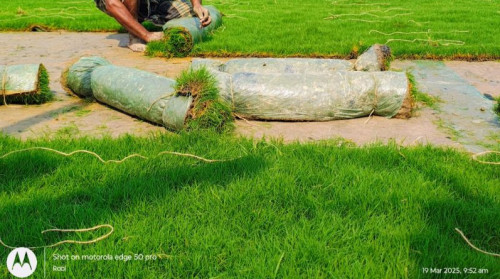 Selection Number 1 Grass Carpet