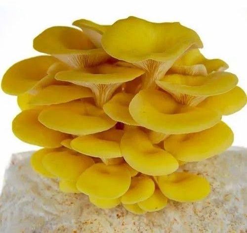 Fresh Yellow Oyster Mushroom