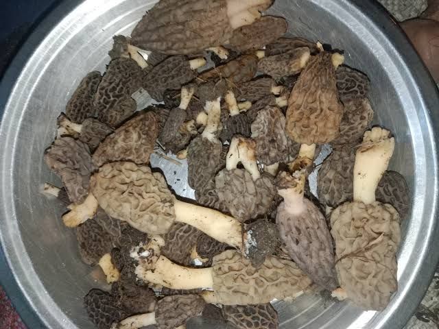 Dried Guchi Mushroom