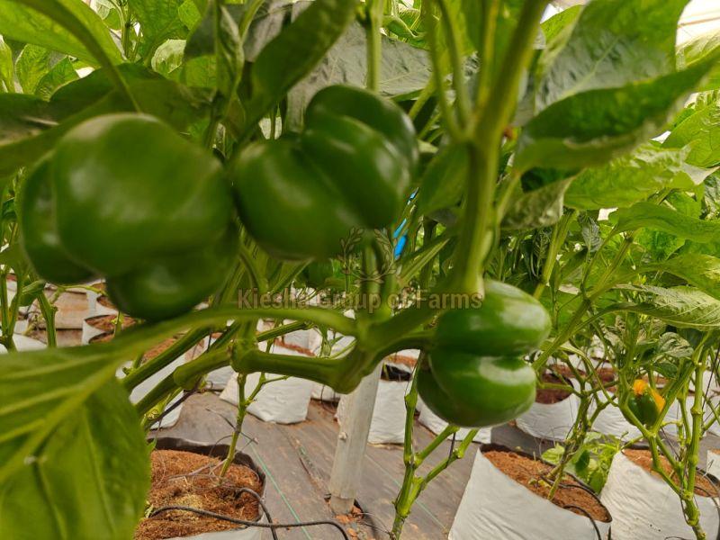 Fresh Green Capsicum