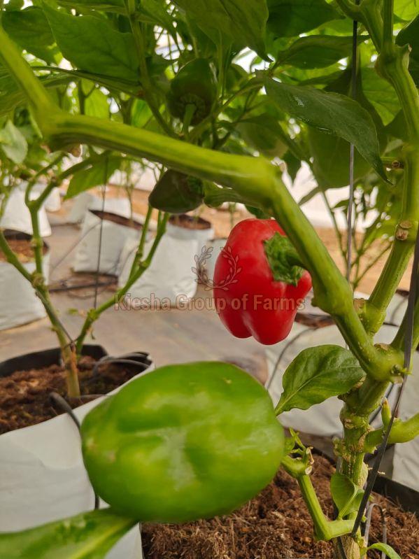 Fresh Red Capsicum