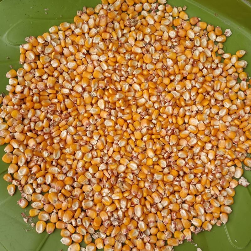 Maize Seeds