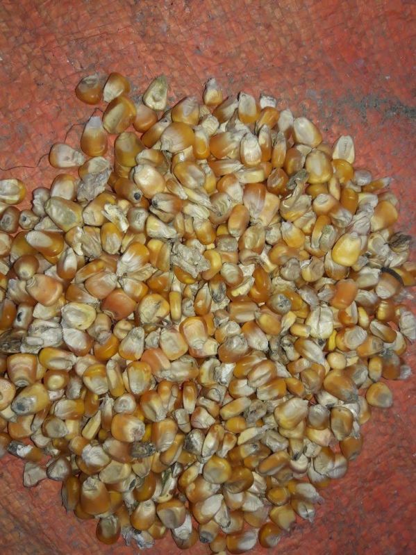 Rejected Maize Seeds
