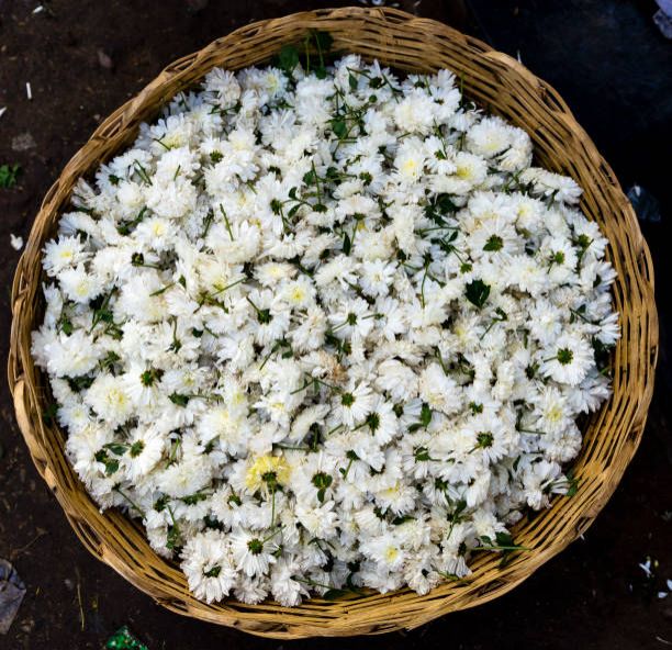 Fresh Chrysanthemum Flower