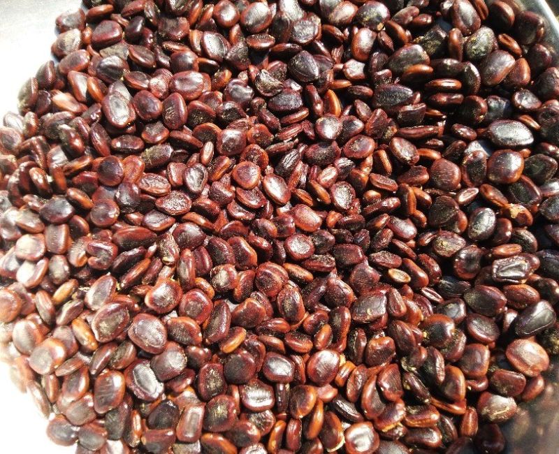 Organic Tamarind Seeds