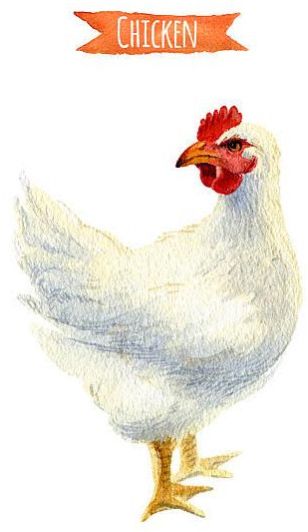 White Live Broiler Chicken