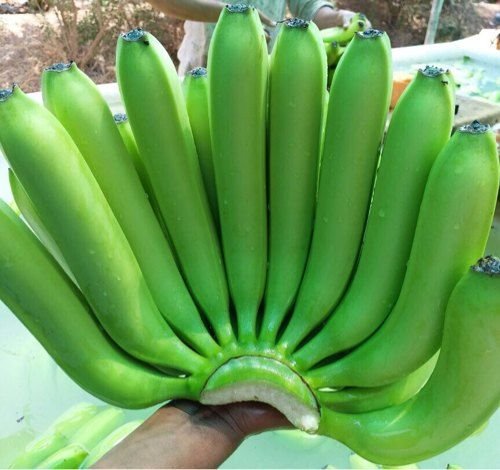 Cavendish Green Banana