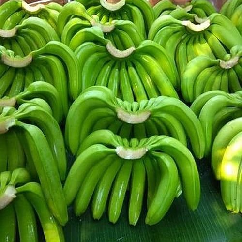 G9 Fresh Green Banana