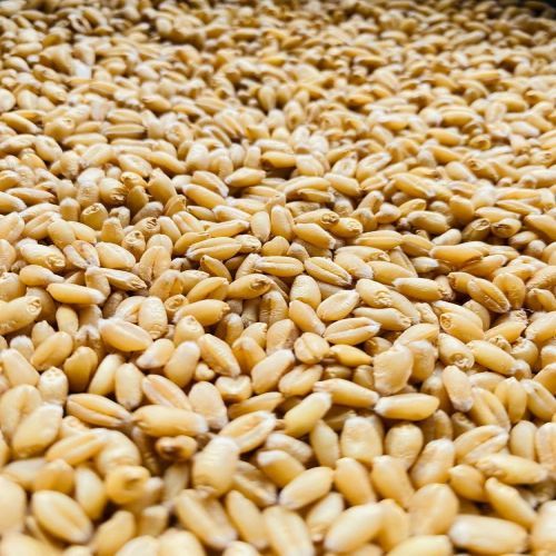 Hi 1650 Wheat Seeds