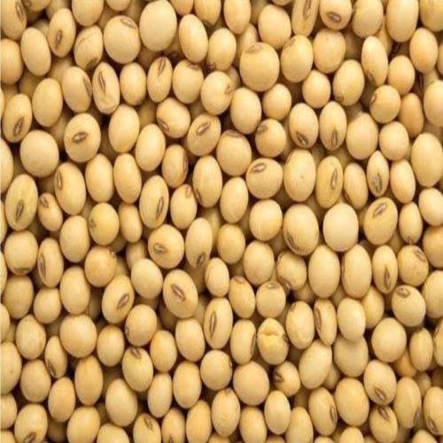 Js 2172 Soybean
