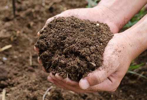 Organic Cow Dung Manure