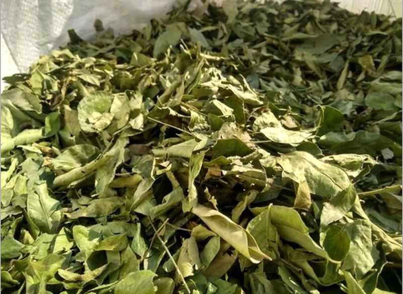 A Grade Dry Curry Leaves