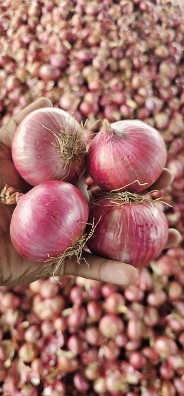 Fresh Pink Onion