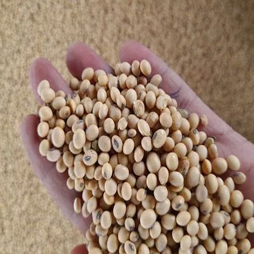 A Grade Dried Soybean Seeds