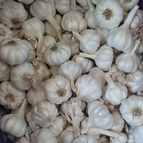 Fresh White Whole Garlic
