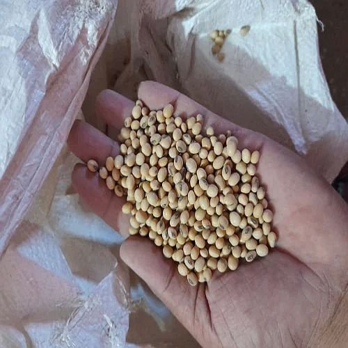 Soybean Seed for Making Paneer