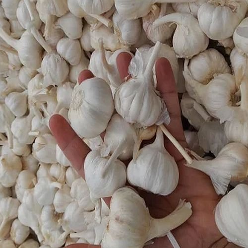 Super Quality Fresh Garlic