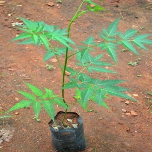 Malabar Neem Plants