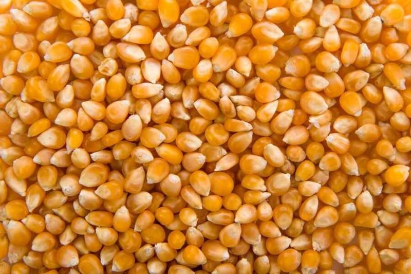 Yellow Maize Seeds