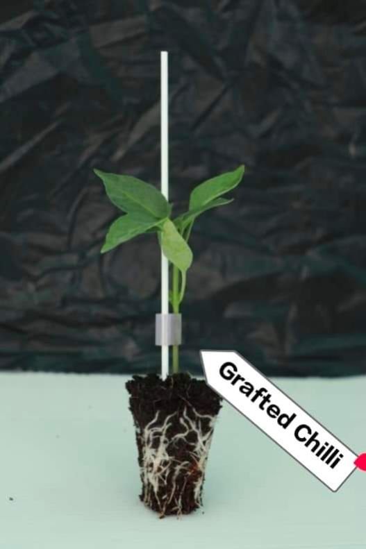 Grafted  Chilli Plant