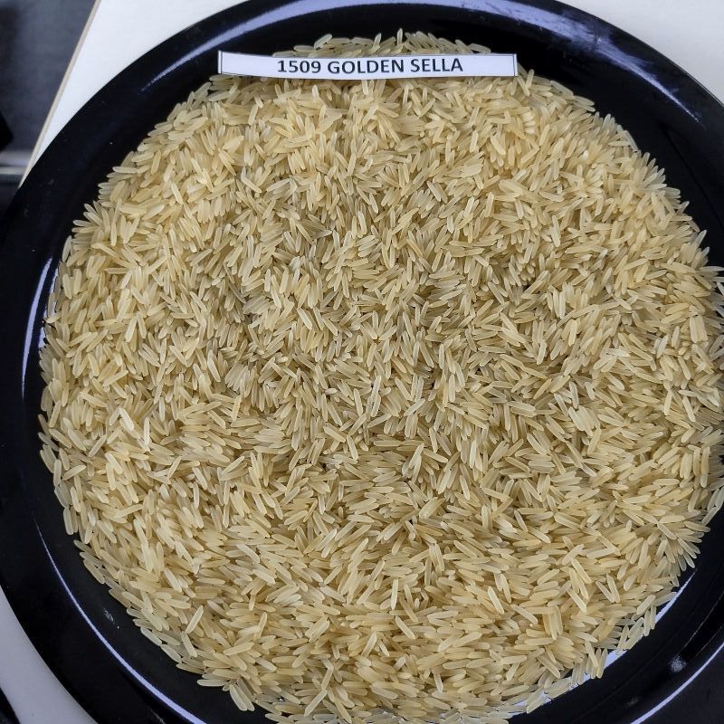 Rice, Sama Masuri Rice
