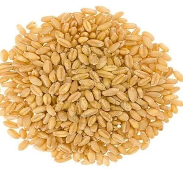 A Grade Wheat Grain