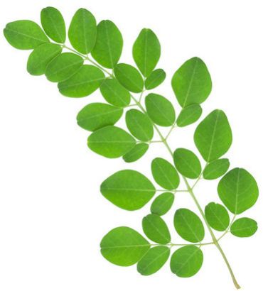Fresh Green Moringa Leaves
