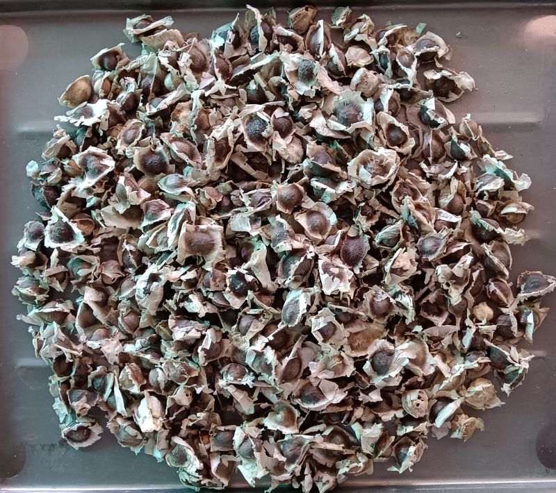 Moringa Oleifera Seeds