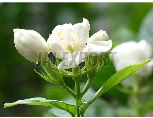 Fresh White Jasmine Flower