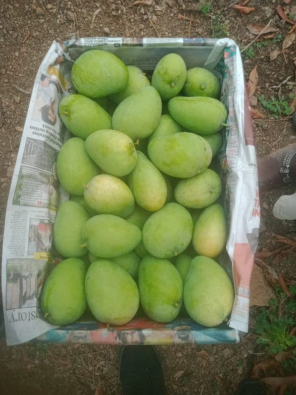 Fresh Totapuri Mango