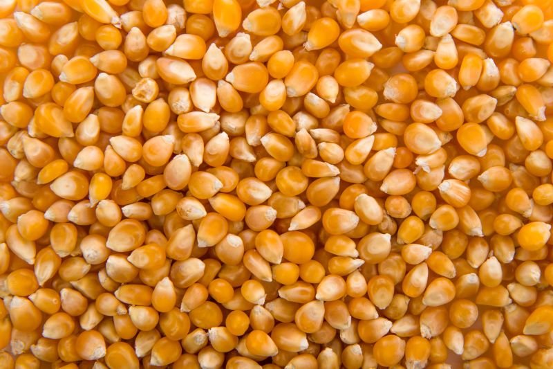 Maize