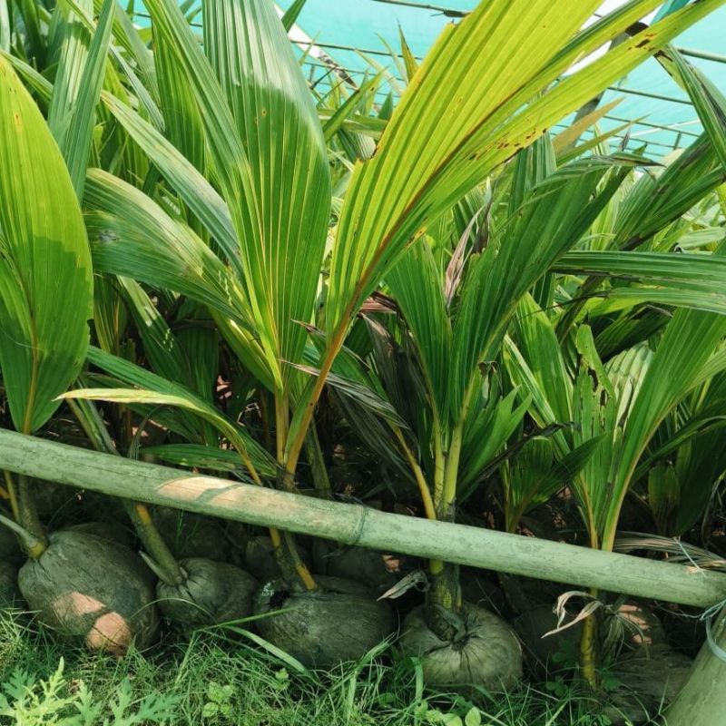 A Grade Organic Coconut Plant