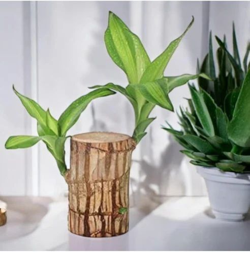 Brazilian Lucky Wood Plant