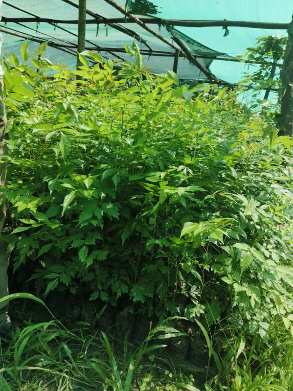 Full Sun Exposure Green Bogipoma Plant